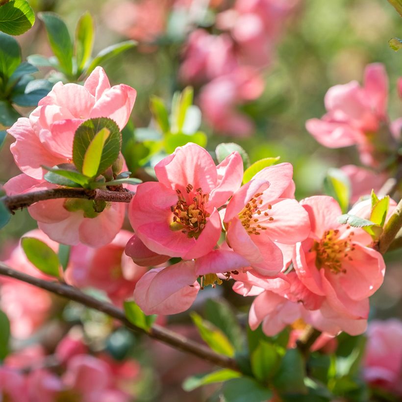 Zierquitte Pink Lady - Chaenomeles superba (Blüte)