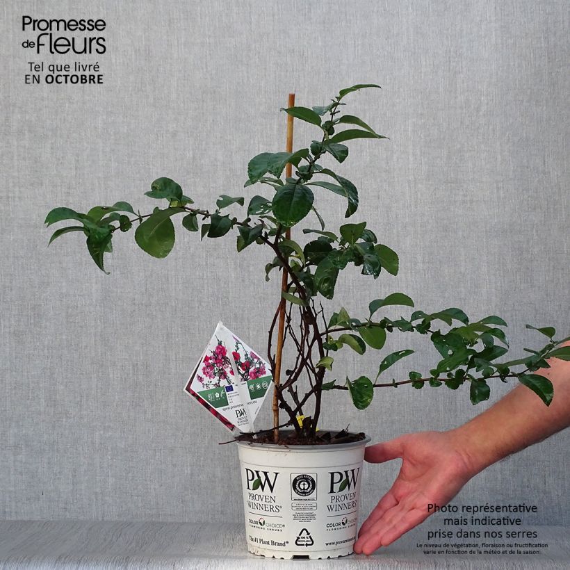 Exemplar von Zierquitte Pink Storm - Chaenomeles speciosa Topf mit 2L/3L wie im Herbst geliefert