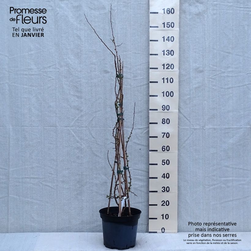 Exemplar von Zierquitte Rubra - Chaenomeles speciosa Topf mit 7,5L/10L wie im Winter geliefert