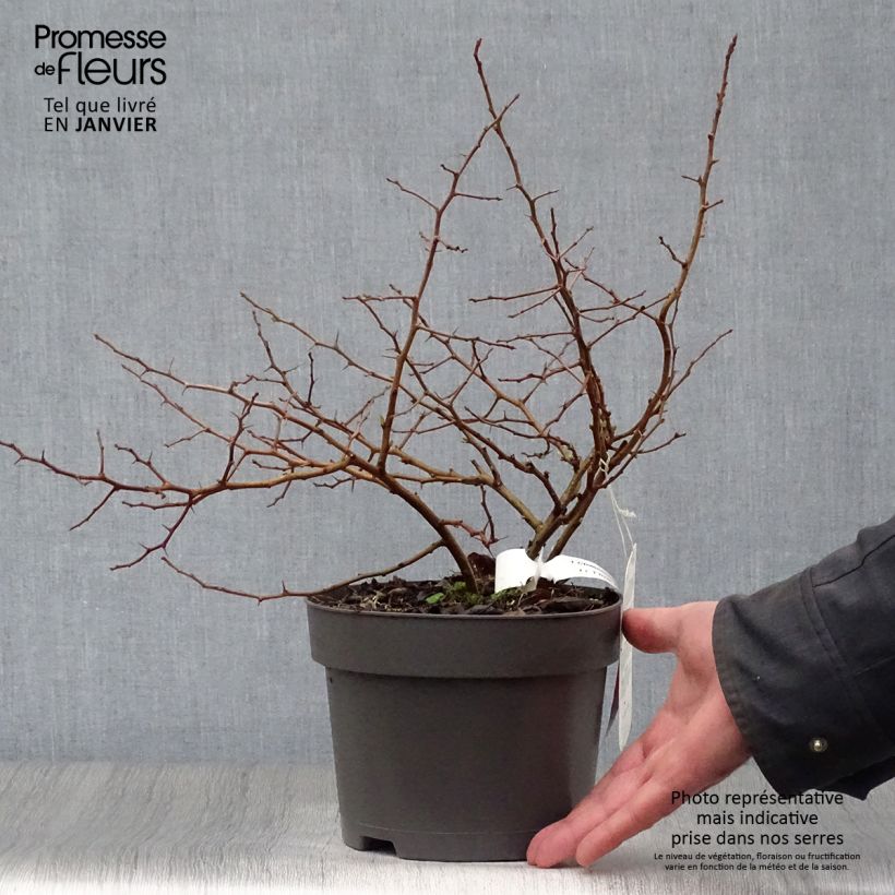 Exemplar von Japanische Zierquitte Sargentii - Chaenomeles japonica Topf mit 3L/4L wie im Winter geliefert