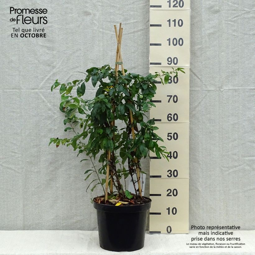 Exemplar von Zierquitte Yukigoten - Chaenomeles speciosa Topf mit 7,5L/10L wie im Herbst geliefert