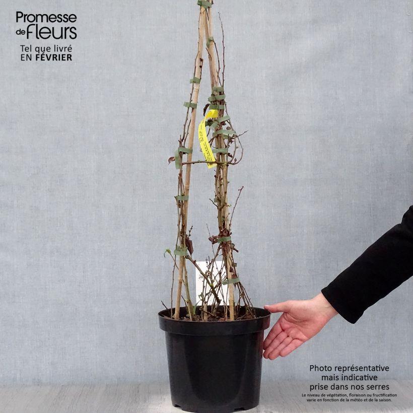 Exemplar von Zierquitte Yukigoten - Chaenomeles speciosa Topf mit 7,5L/10L wie im Winter geliefert