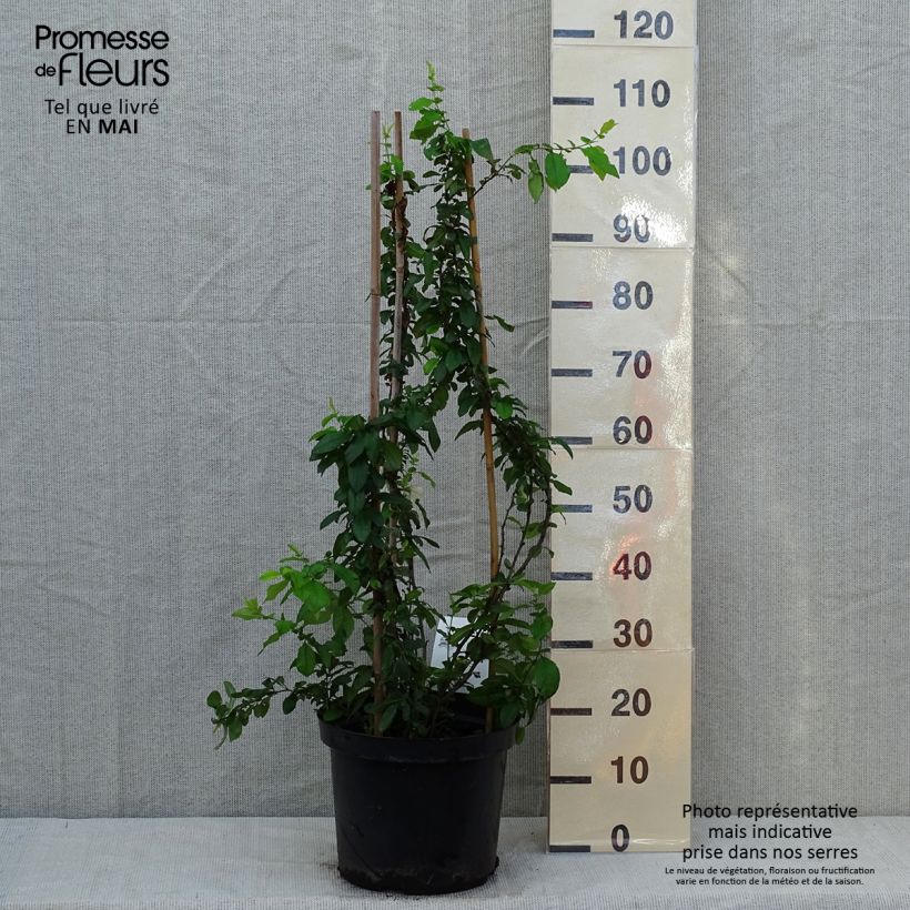 Exemplar von Zierquitte Yukigoten - Chaenomeles speciosa Topf mit 7,5L/10L wie im Frühjahr geliefert