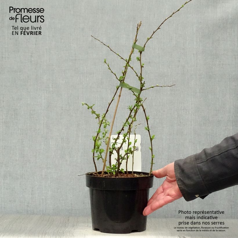 Exemplar von Zierquitte Yukigoten - Chaenomeles speciosa Topf mit 3L/4L wie im Winter geliefert