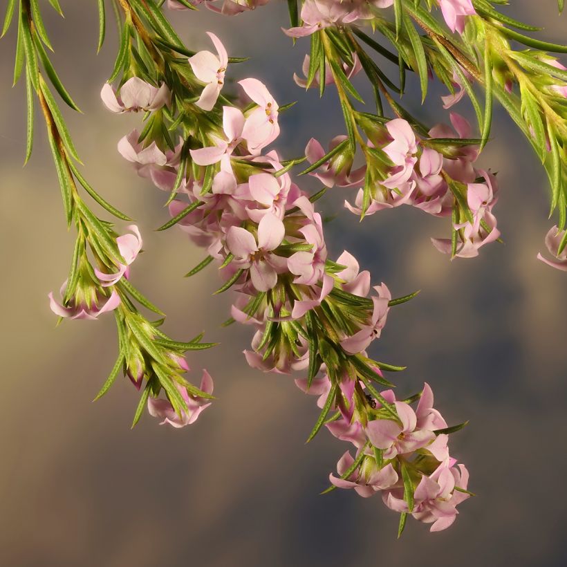 Coleonema pulchrum - Coleonema (Blüte)