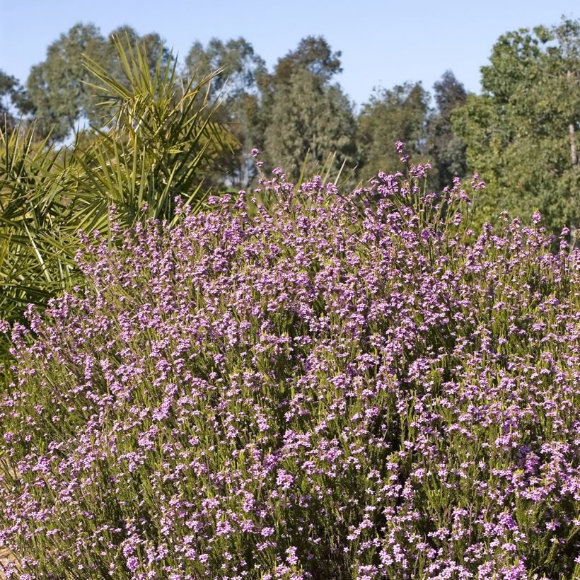 Coleonema pulchrum - Coleonema (Hafen)
