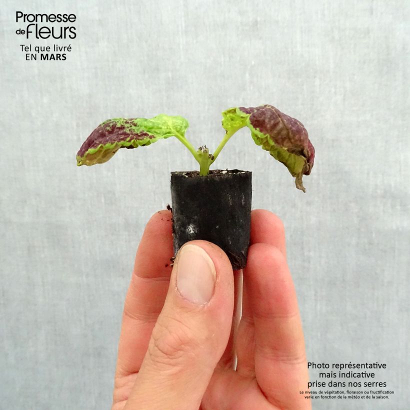Exemplar von Buntnessel Copinto Bloody Mary - Solenostemon Mini-Plug Ø 3/4 cm wie im Frühjahr geliefert