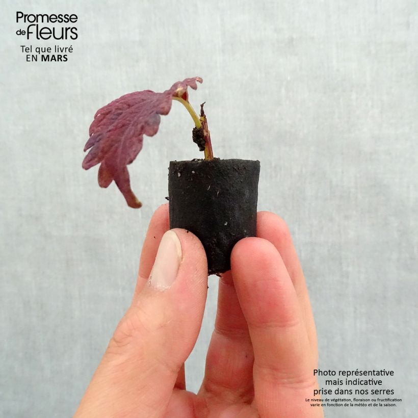 Exemplar von Buntnessel Copinto Sangria - Solenostemon Mini-Plug Ø 3/4 cm wie im Frühjahr geliefert