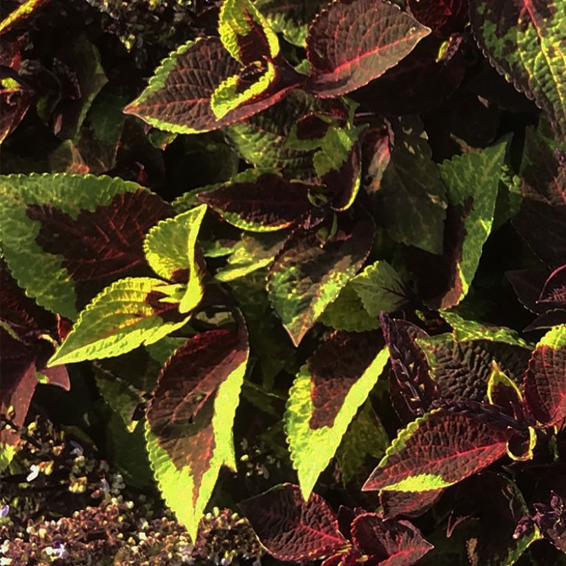 Buntnessel Pineapple Surprise - Solenostemon (Laub)
