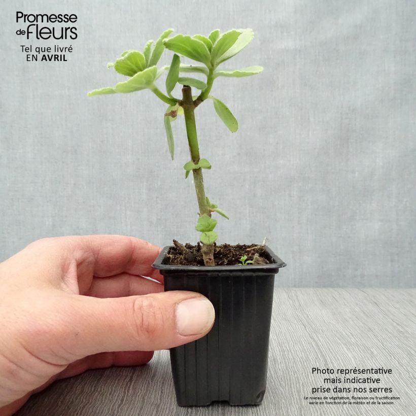 Exemplar von Verpiss-Dich-Pflanze - Plectranthus caninus Kleine Töpfe von 7/8 cm wie im Frühjahr geliefert