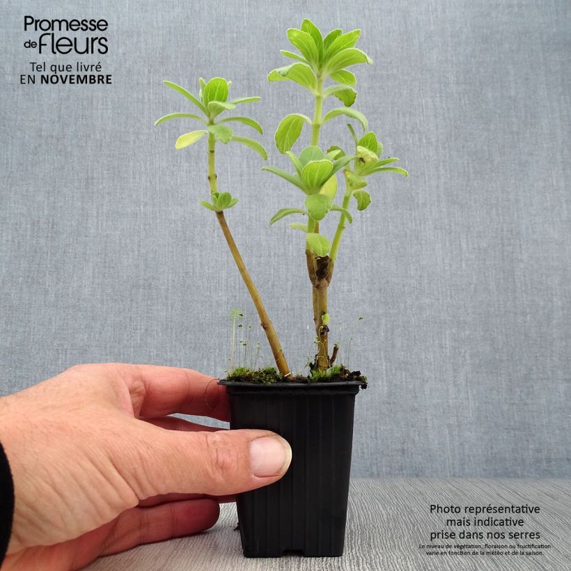 Exemplar von Verpiss-Dich-Pflanze - Plectranthus caninus Kleine Töpfe von 7/8 cm wie im Herbst geliefert