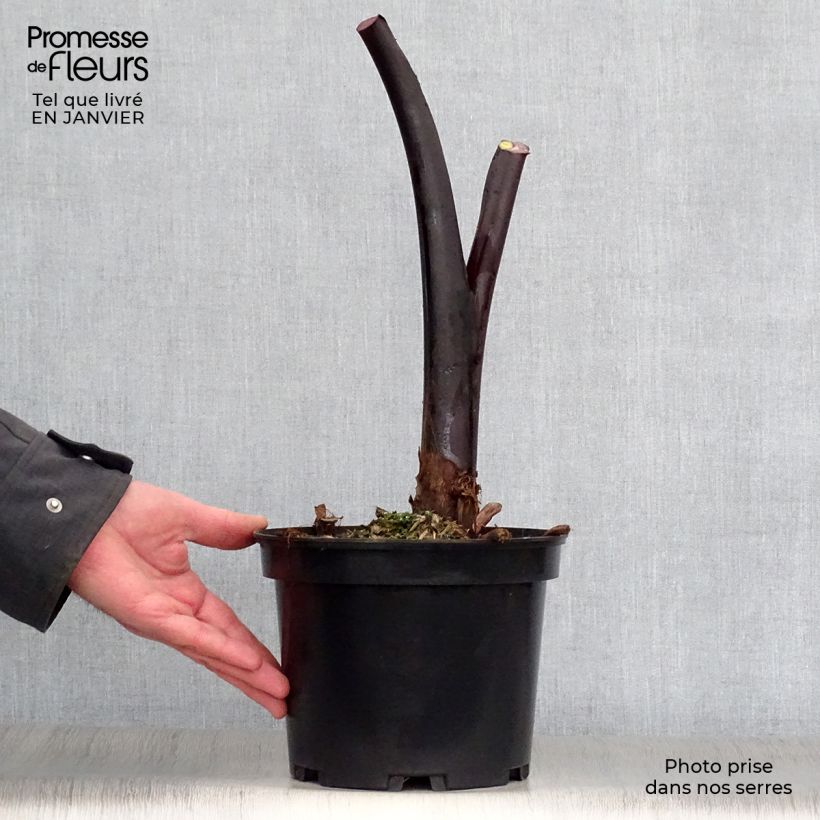 Exemplar von Colocasia esculenta var. fontanesii Black Stem - Taro Topf mit 3L/4L wie im Winter geliefert