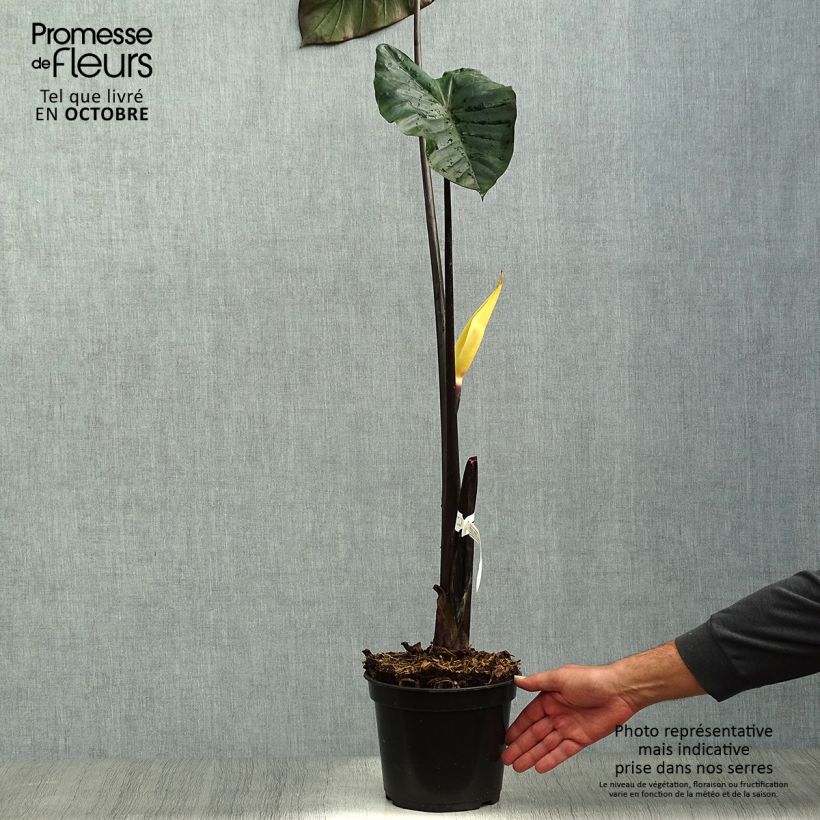 Exemplar von Colocasia esculenta var. fontanesii Black Stem - Taro Topf mit 3L/4L wie im Herbst geliefert