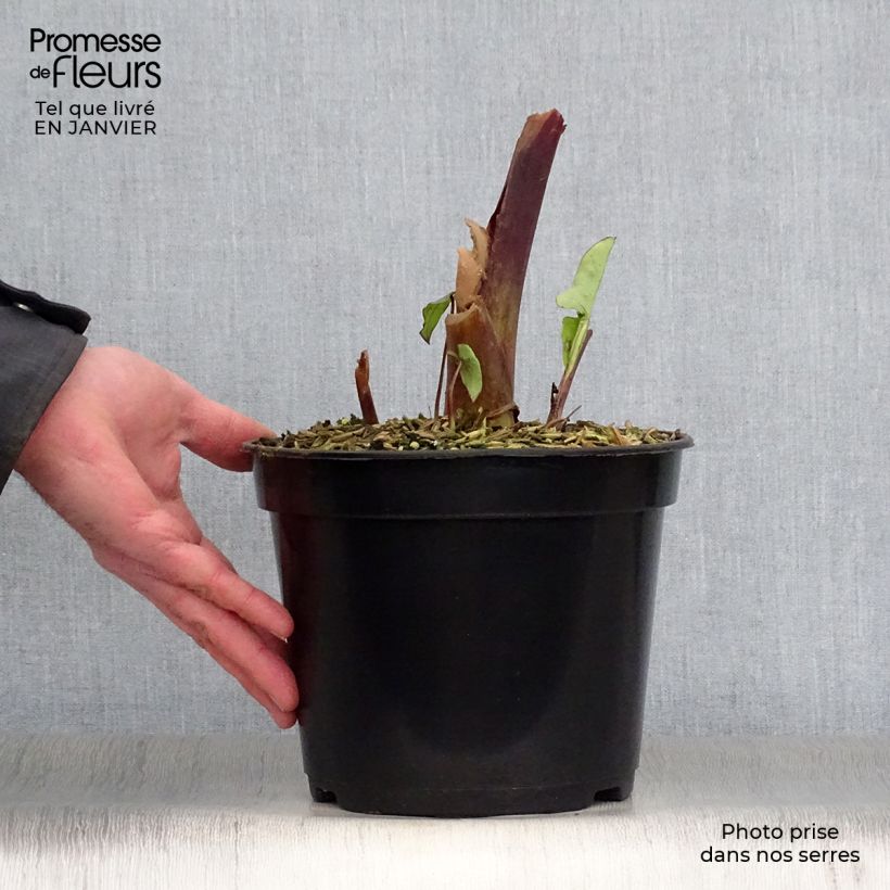 Exemplar von Colocasia Blue hawaii - Taro Topf mit 4L/5L wie im Winter geliefert