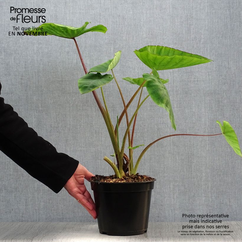 Exemplar von Colocasia Blue hawaii - Taro Topf mit 4L/5L wie im Herbst geliefert