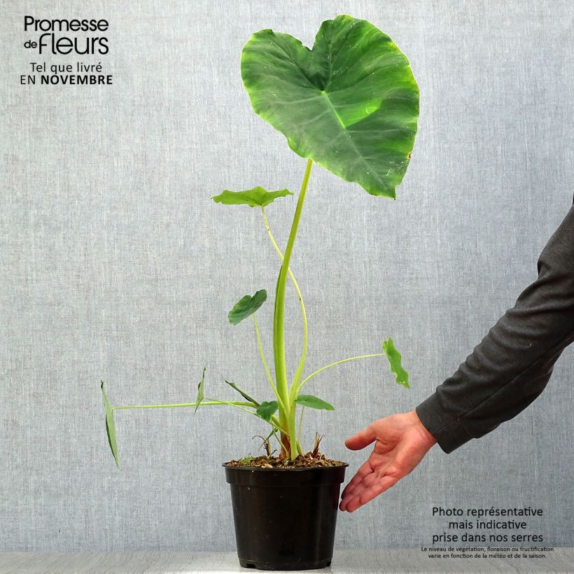 Exemplar von Colocasia Jack's Giant - Taro Topf mit 3L/4L wie im Herbst geliefert