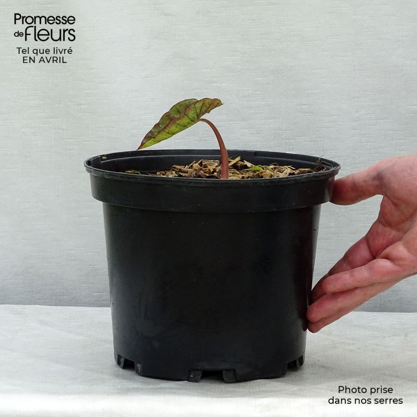 Exemplar von Colocasia Madeira - Taro Topf mit 3L/4L wie im Frühjahr geliefert