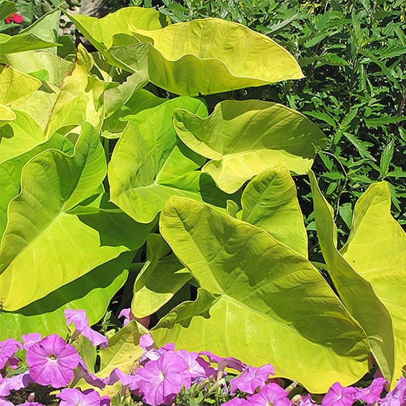 Colocasia Maui Gold - Taro (Hafen)
