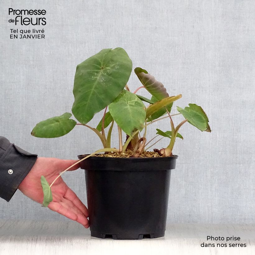 Exemplar von Colocasia Pink China - Taro Topf mit 2L/3L wie im Winter geliefert