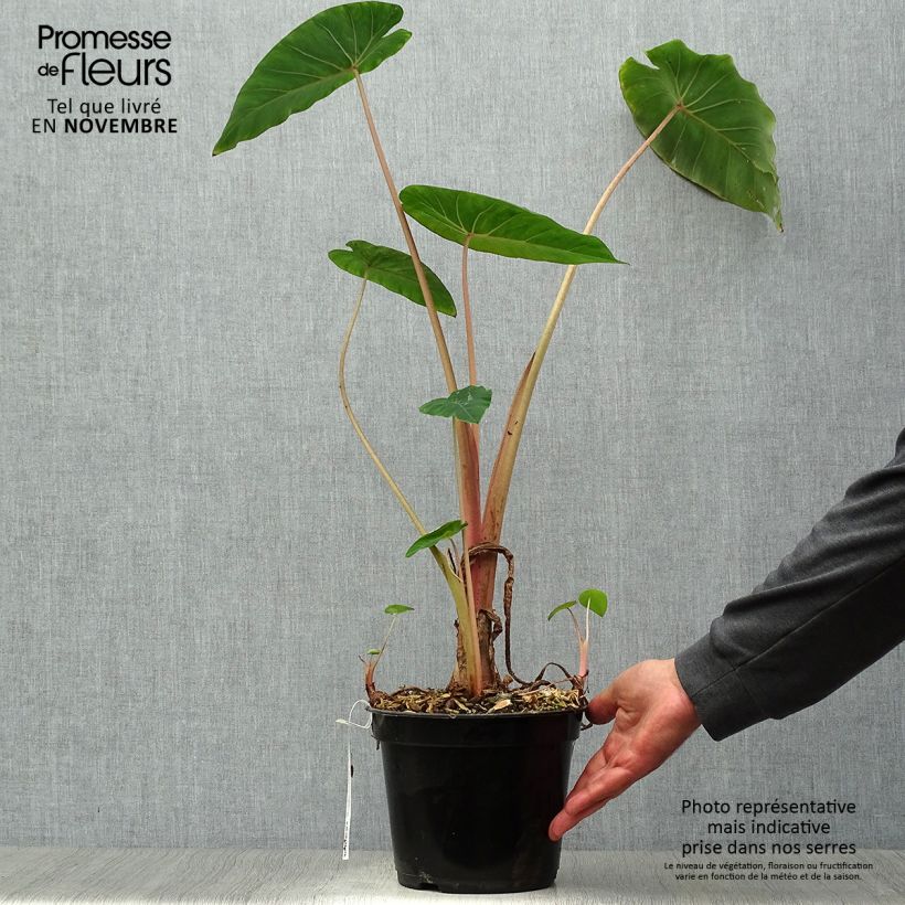 Exemplar von Colocasia Pink China - Taro Topf mit 2L/3L wie im Herbst geliefert