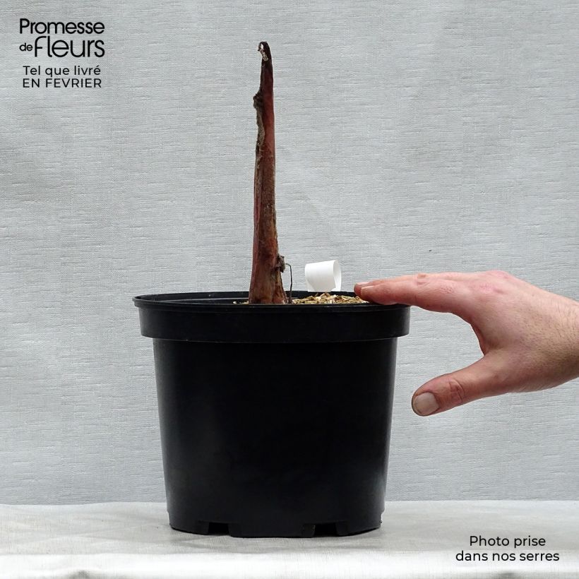 Exemplar von Colocasia Sangria - Taro Topf mit 3L/4L wie im Winter geliefert