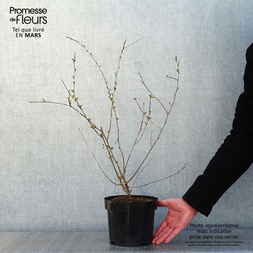 Exemplar von Colutea media Copper Beauty - Bastard Blasenstrauch Topf mit 3L/4L wie im Winter geliefert