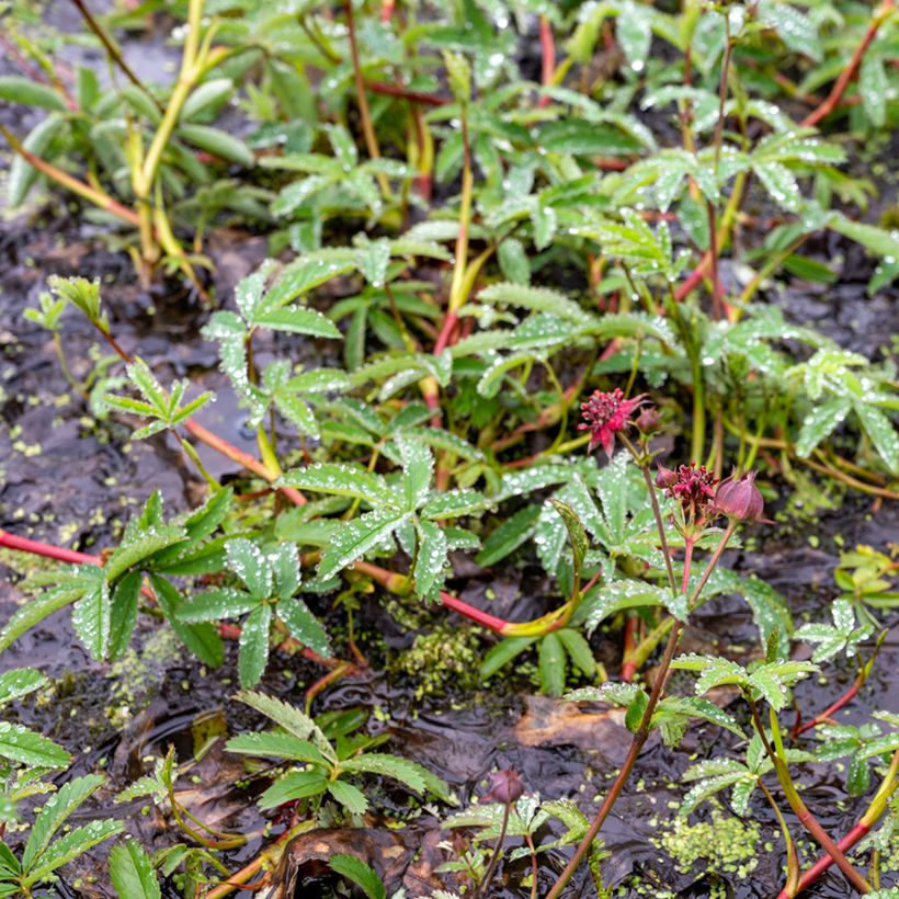 Comarum palustre - Sumpf-Blutauge (Hafen)