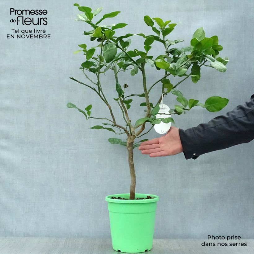 Exemplar von Kafir-Limette - Citrus hystrix Topf mit 2L/3L, Strauch wie im Herbst geliefert