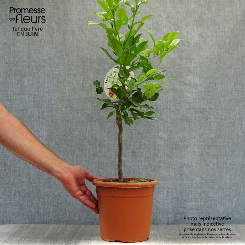 Exemplar von Kafir-Limette - Citrus hystrix Topf mit 4L/5L wie im Sommer geliefert