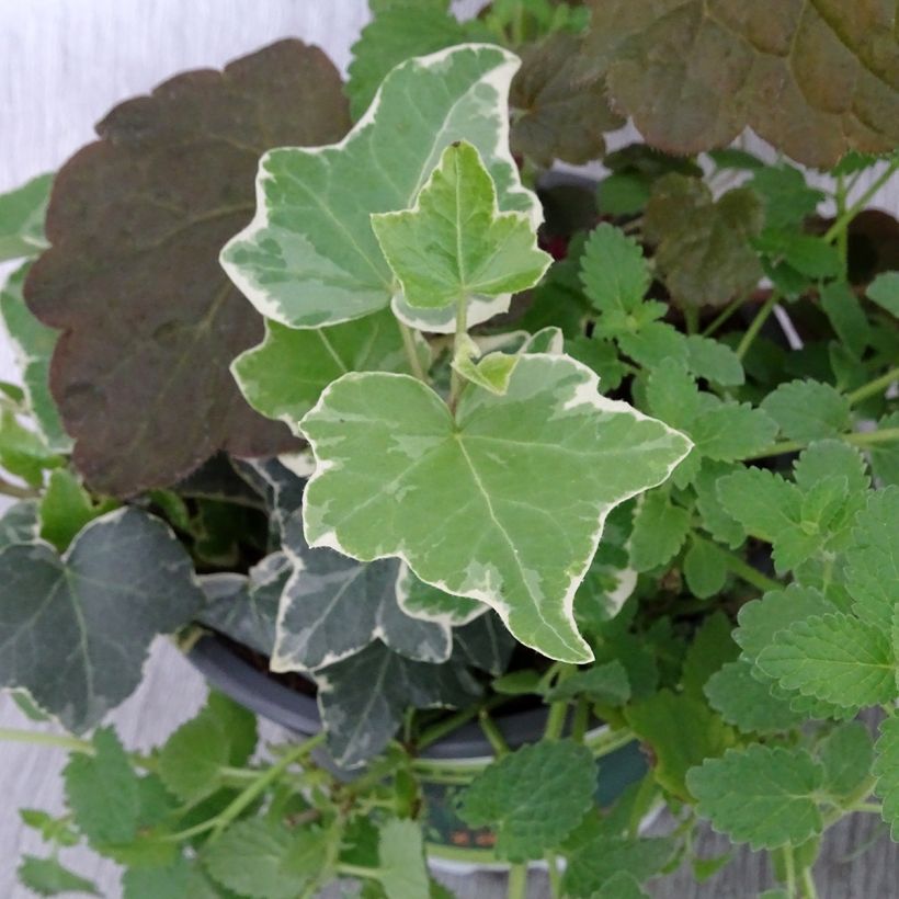 Herbstbrise - Zusammensetzung aus 3 Pflanzen (Laub)