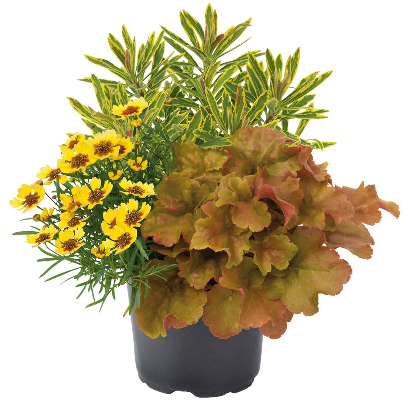 Zusammensetzung Hidden Treasure - eine Komposition aus 3 Pflanzen (Hafen)