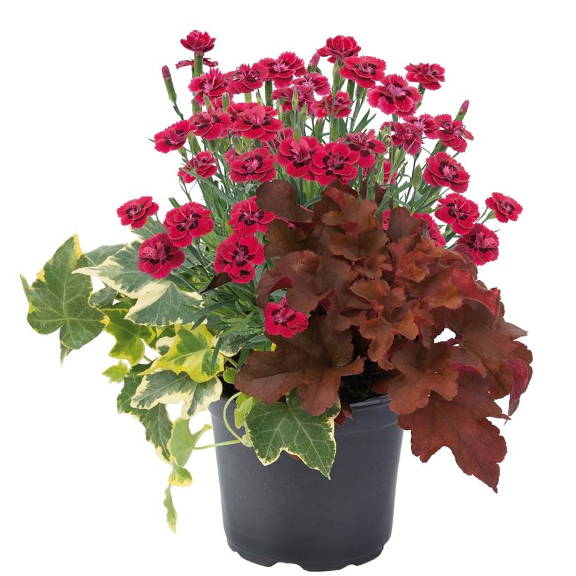 Lucky Charm Zusammensetzung - eine Zusammensetzung aus 3 Pflanzen (Hafen)