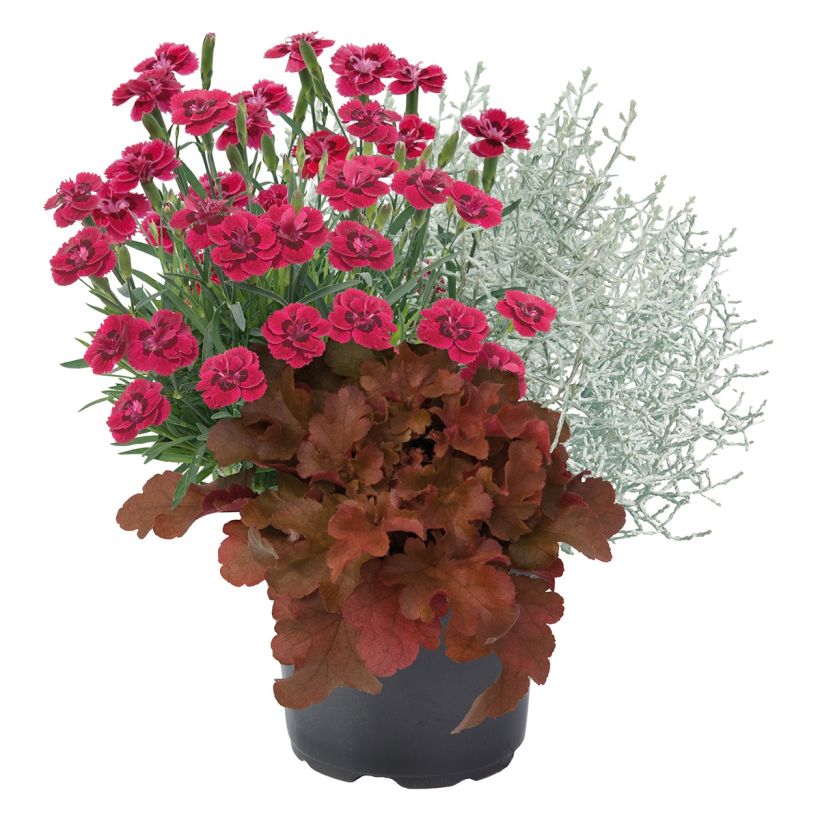 Zusammensetzung Morning Walk - Zusammensetzung aus 3 Pflanzen (Hafen)