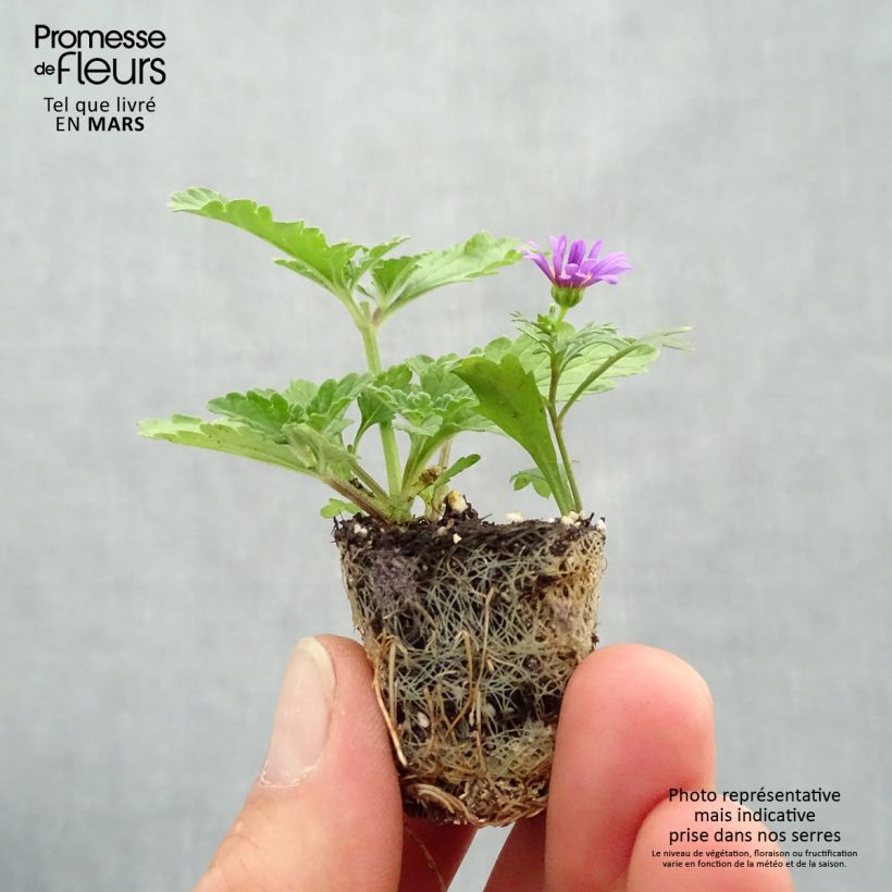Exemplar von Zusammensetzung Purple Rain imp. - Zusammensetzung aus 3 einjährigen Pflanzen Mini-Plug Ø 3/4 cm wie im Frühjahr geliefert