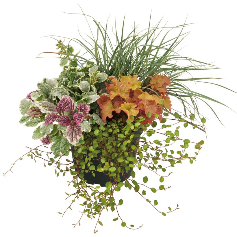 Sunkissed-Komposition - eine Zusammenstellung aus 4 Pflanzen (Hafen)