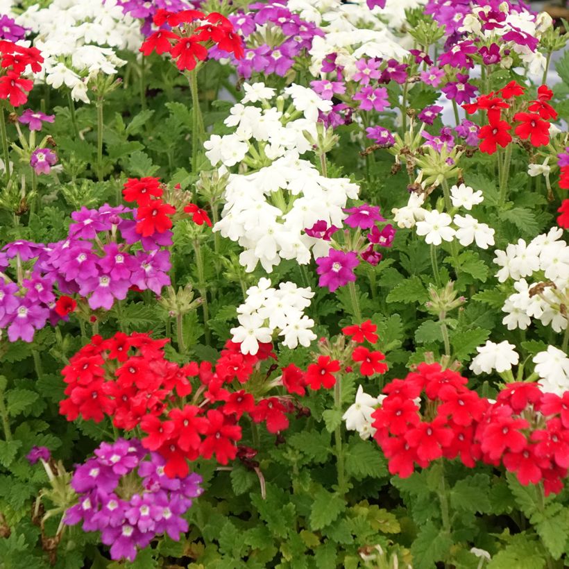 Zusammensetzung Verbene Firehouse Dutch Fire (Blüte)