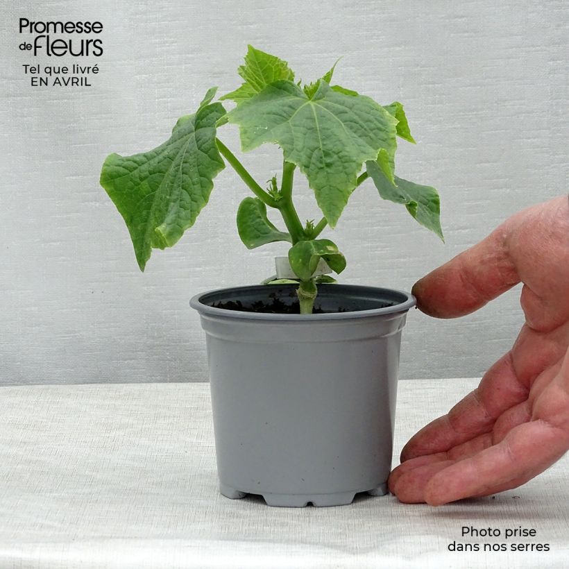 Exemplar von Veredelte Salat-Gurke Crokdelis F1 (Veredelt) Topf 10 cm/11cm wie im Frühjahr geliefert