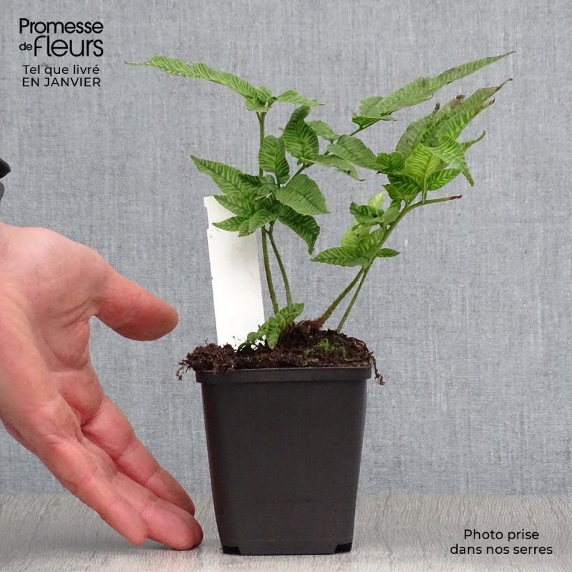 Exemplar von Coniogramme emeiensis - Goldener Zebra-Farn Kleine Töpfe von 8/9 cm wie im Winter geliefert