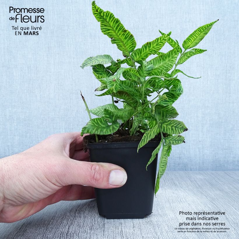 Exemplar von Coniogramme emeiensis - Goldener Zebra-Farn Kleine Töpfe von 8/9 cm wie im Frühjahr geliefert