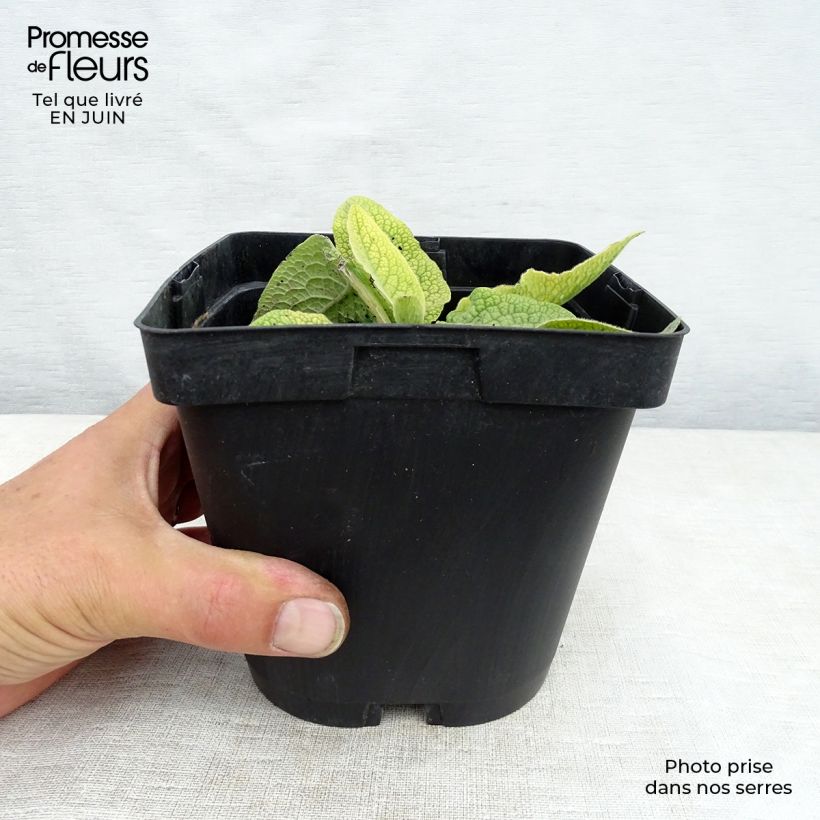 Exemplar von Symphytum azureum - Blauer Beinwell Topf mit 2L/3L wie im Sommer geliefert