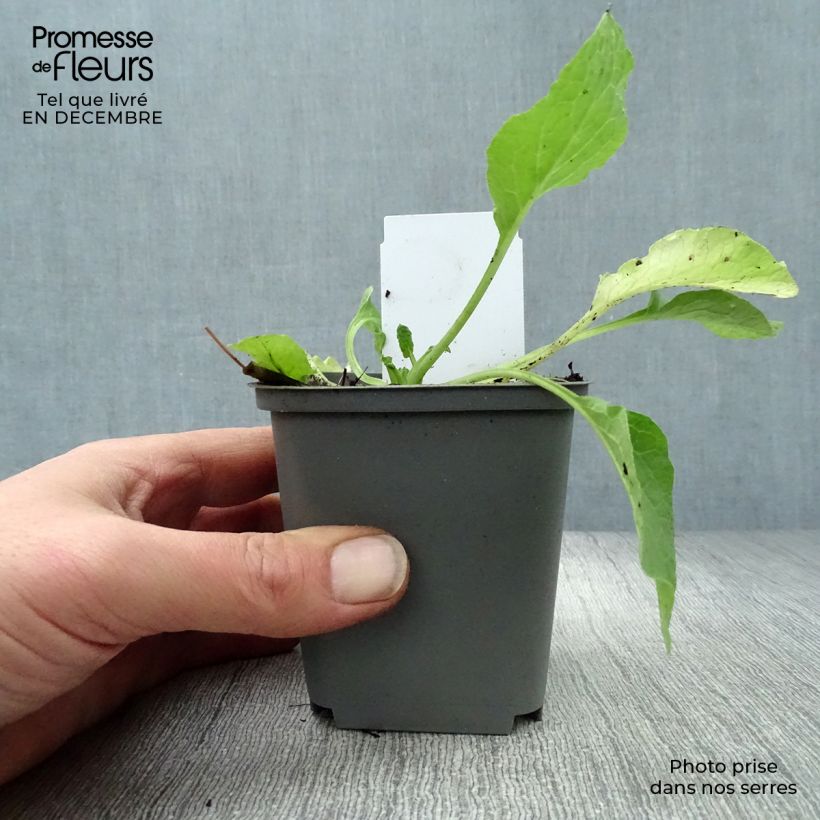 Exemplar von Symphytum grandiflorum Hidcote Blue - Kleiner Kaukasus Beinwell Kleine Töpfe von 8/9 cm wie im Winter geliefert