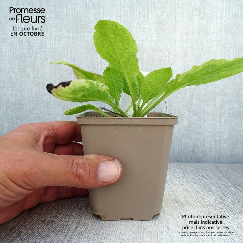 Exemplar von Symphytum grandiflorum Sky Blue Pink - Kleiner Kaukasus Beinwell Kleine Töpfe von 8/9 cm wie im Herbst geliefert