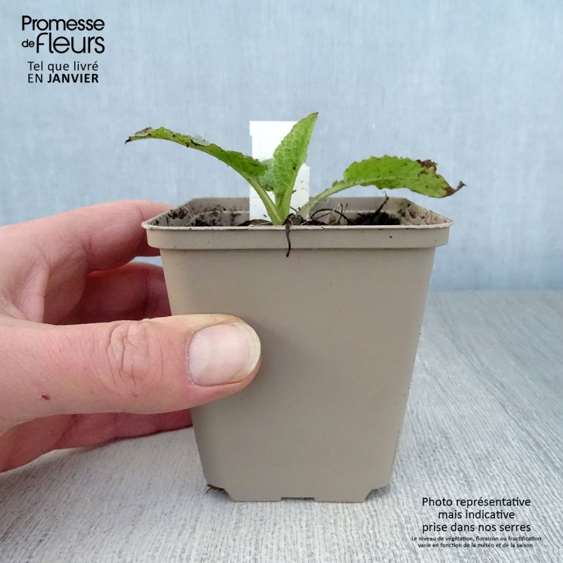 Exemplar von Symphytum grandiflorum Sky Blue Pink - Kleiner Kaukasus Beinwell Kleine Töpfe von 8/9 cm wie im Winter geliefert