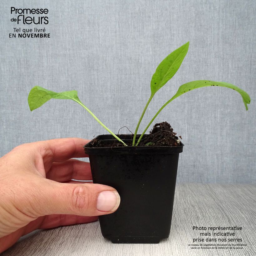 Exemplar von Gemeiner Beinwell - Symphytum officinale Kleine Töpfe von 8/9 cm wie im Herbst geliefert