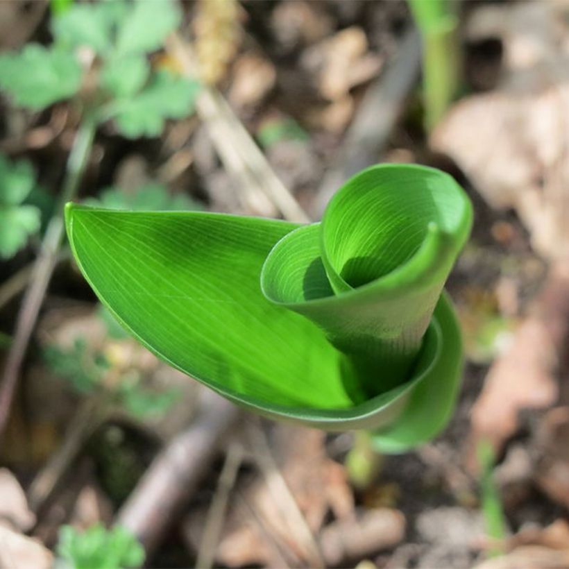 Convallaria majalis Flore Pleno - Maiglöckchen (Laub)