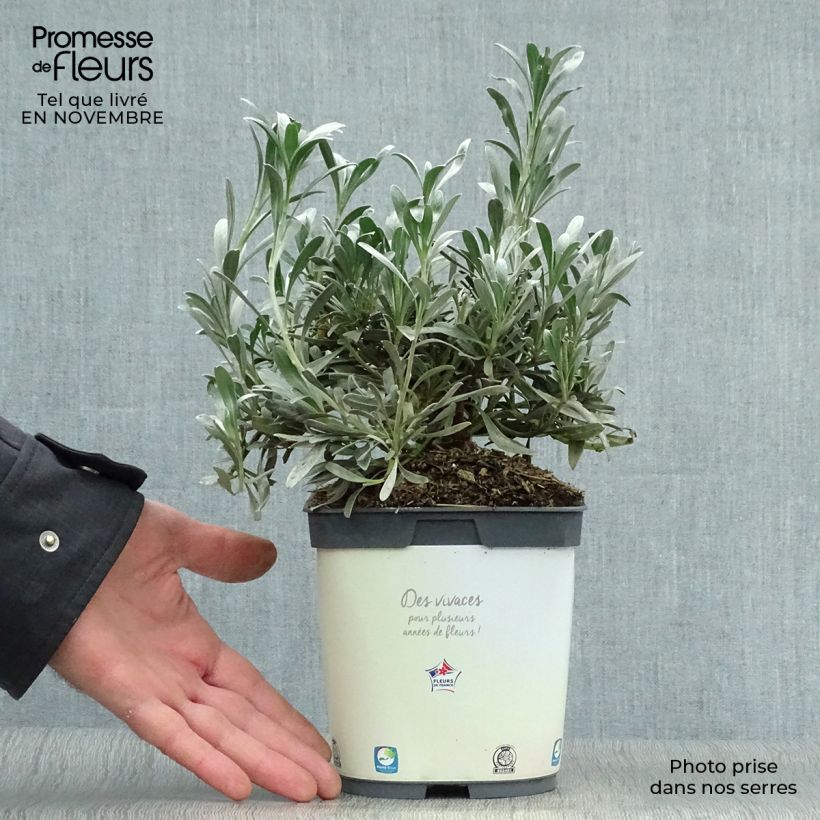 Exemplar von Convolvulus cneorum - Brennende Winde Topf mit 2L/3L wie im Herbst geliefert