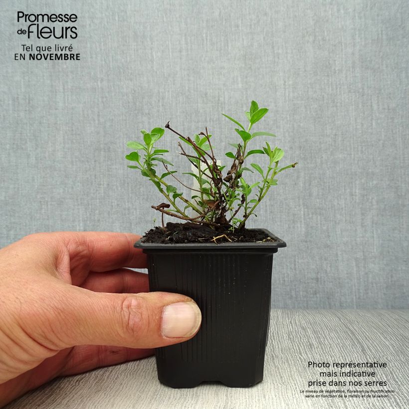 Exemplar von Convolvulus sabatius - Kriechende Winde Kleine Töpfe von 8/9 cm wie im Herbst geliefert