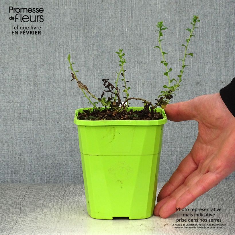 Exemplar von Convolvulus sabatius Maroccan Beauty - Kriechende Winde Topf mit 1L/1,5L wie im Winter geliefert