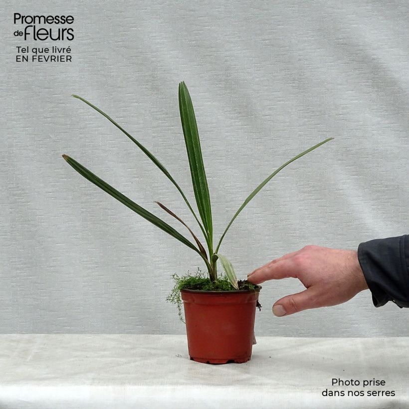 Exemplar von Copernicia alba - Caranday Palme Topf 12 cm / 13 cm wie im Winter geliefert