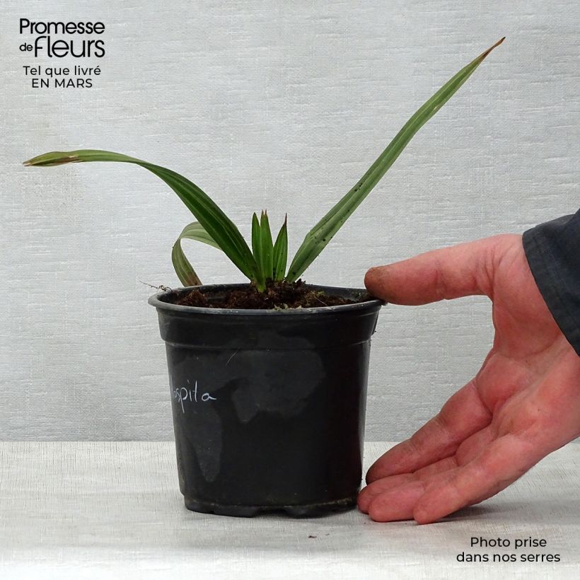 Exemplar von Copernicia hospita - Blaue Yarey-Palme Topf 12 cm / 13 cm wie im Frühjahr geliefert